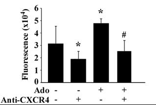 Adenosine enhances the migration of EPC SDF-1 enhances EPC migration Adenosine amplifies this migration Effect abolished using CXCR4