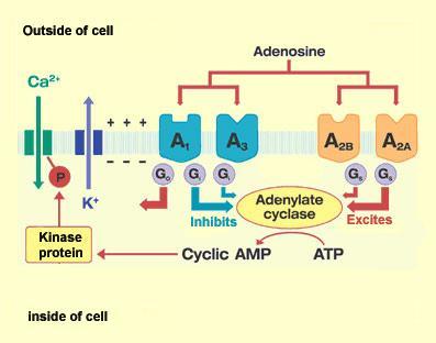 receptors : A 1, A 2A, A 2B and A 3 Adenosine Adenosine regulates