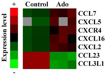 Adenosine increases CXCR4 mrna expression in EPC Adenosine modulates the expression of various chemokines