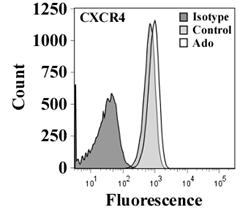 Adenosine increases cell surface expression of CXCR4 Adenosine modestly increases