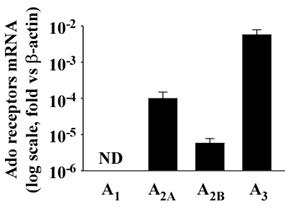 Adenosine regulates the expression its receptors A 2A Expression of adenosine receptors A 3 >A 2A >A