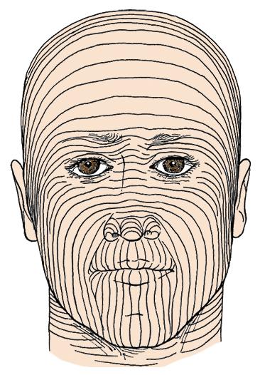 Nerves Cranial nerve V supplies sensation to the face. Cranial nerve VII innervates the muscles of facial expression. The muscles of mastication are innervated by cranial nerves V and IX an X.