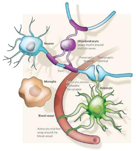 Immunity, inflammation and the brain: glial