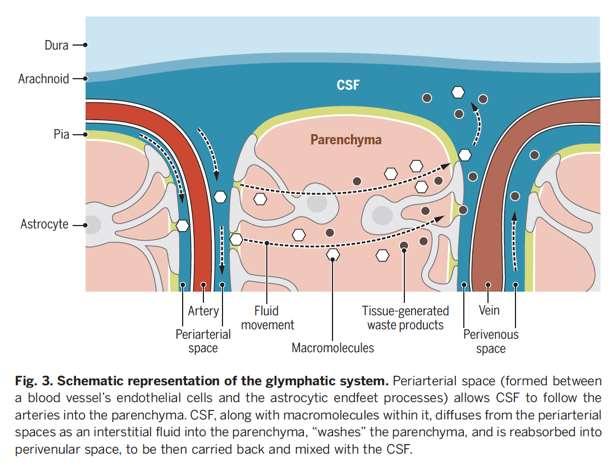 The glymphatic system Drainage of interstitial fluid (between brain cells),