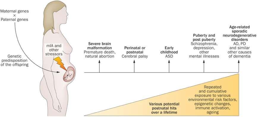 Infection and inflammation during pregnancy might affect the brain of the offspring Potential effects of infection and inflammation ** note