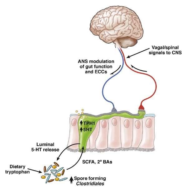 Immunity, CNS and Health: Gut-Brain Interactions Visceral nervous system interacts with the gut. There is an enteric nervous system.