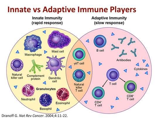 Innate and adaptive immunity Less specific but faster: mediates inflammation, can be called by adaptive