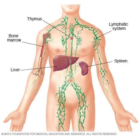 Lymph nodes: an structural network mediating