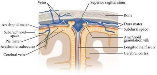 Meninges cover the central nervous system 3
