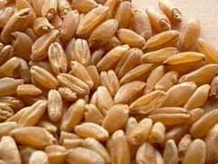 01 COMMON WHEAT Proficiency Testing Scheme created in 1970 202 registered laboratories on average from 35 different countries PTS accredited by COFRAC Common wheat : combination of varieties (pure or