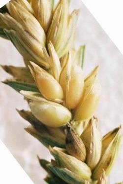 05 COMMON WHEAT: VARIETAL IDENTIFICATION Proficiency Testing Scheme created in 2004 6 registered laboratories 6 rounds per annual series Common
