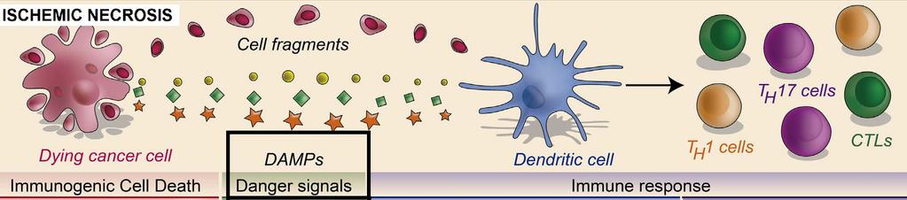 Ischemic Necrosis is Highly Immunogenic Because it Induces Immunogenic Cell Death NeoAntigens are generated with other cellular debris (danger signals) that together induce a potent