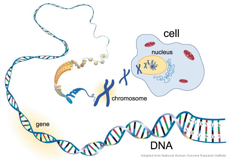 Genetics of Inheritance Genetic material is encoded in your DNA (deoxyribonucleic acid) Main constituent of chromosomes Carrier of