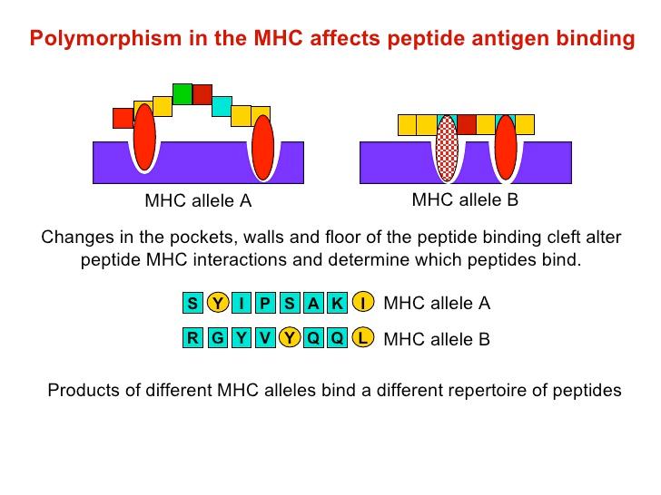 Peptide- small fragment of a protein MHC molecules are highly polymorphic, meaning they are similar, but not
