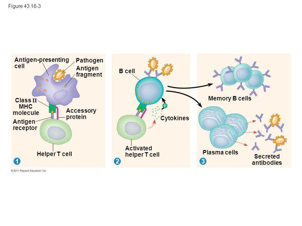 Antigen Presentation Antigen is taken up by an antigen presenting cell (APC) Antigen is processed Antigen binds