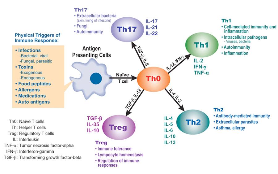 Following activation T cells differentiate into one of several subsets. T cell subsets exhibit unique functions.