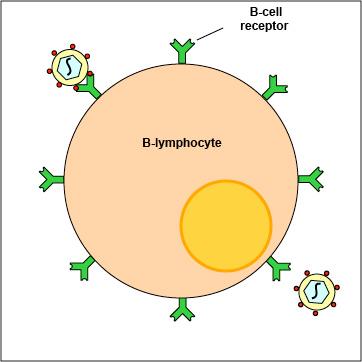Cross-talk between B and T cells leads to B cell antibody