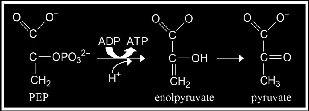 Phosphoenolpyruvate (PEP) Involved in ATP synthesis in Glycolysis, has a very high ΔG = -61,9 kj/mol of P i hydrolysis.