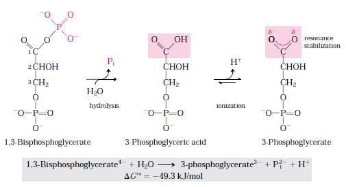 Hydrolysis of acyl phosphate (1,3-bisphosphoglycerate) is accompanied