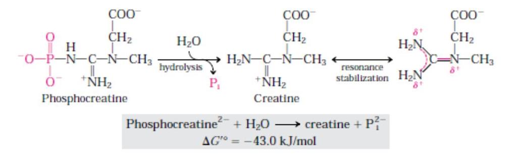 Phosphocreatine The P-N bond can be hydrolyzed to generate free creatine and Pi.