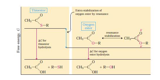 Free energy of hydrolysis for thioesters and oxygen esters.