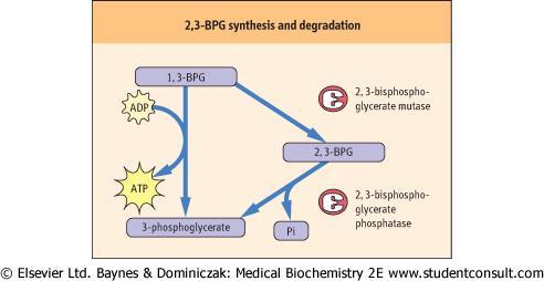 Synthesis of 2,3 bisphosphoglycerate in RBC Some of the 1,3-BPG is converted to 2,3-BPG by the action of bisphosphoglycerate mutase.