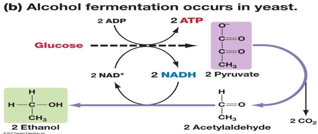 Lactate formation in muscles: In exercising skeletal muscle, NADH production exceeds the oxidative capacity of the ETC.
