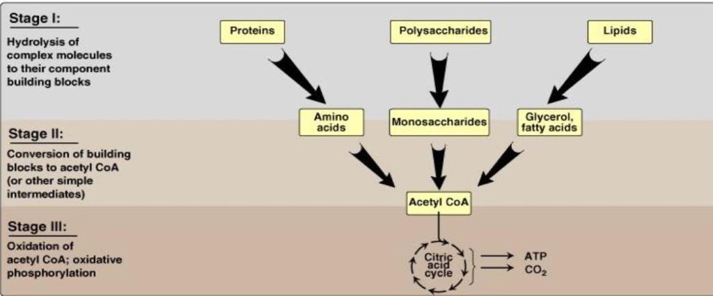 In the previous lecture we talked about digestion and absorption of carbohydrates. In this lecture we will be talking about glycolysis.