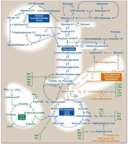 As you can see here in the 2 nd picture, it shows the glycolysis pathway that is in between (central position) of the whole pathways of all macromolecules.