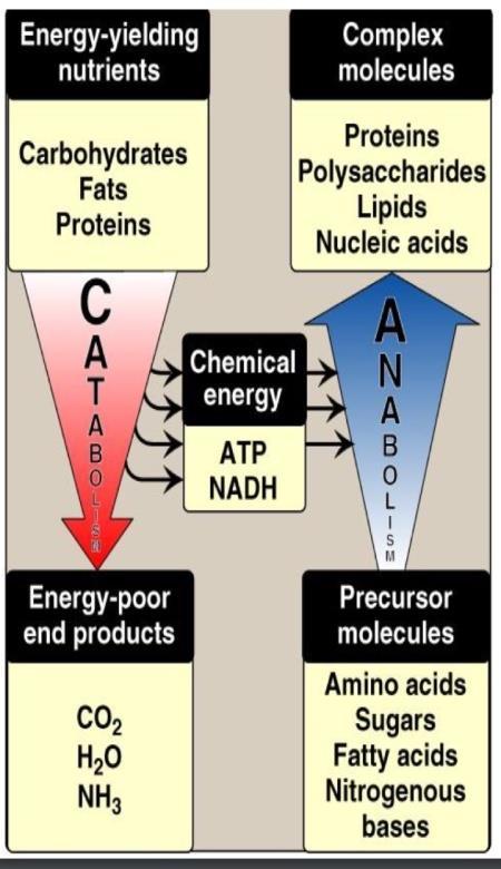 pathways involve the building up (Anabolism) and breaking down of molecules(catabolism). 1.