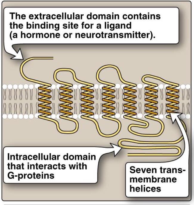 3. Second messenger systems: So named because they intervene between original messenger (the neurotransmitter or hormone) and the ultimate effect on the cell.
