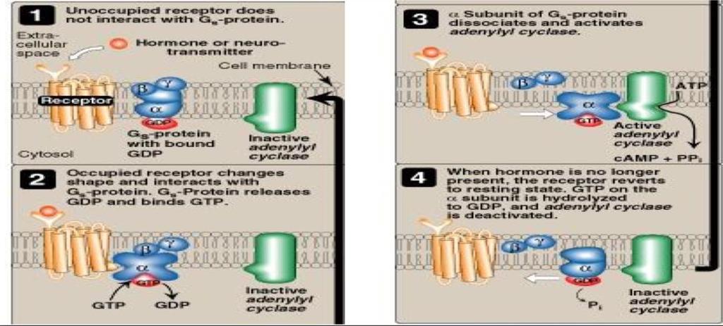 1. The activation of Guanosine triphosphate-dependent regulatory proteins. 2. The activation of camp dependent protein kinases.