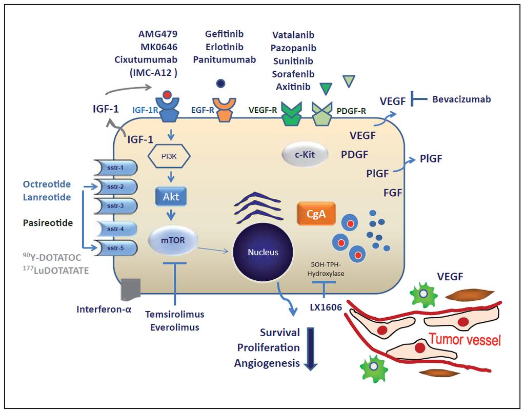 Molecular pathways and relevant drugs in NET Drug with demonstrated efficacy SSA