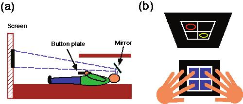 2 J. Neurosci., 1999, Vol. 19 Sakai et al. Pre-SMA and Visuo-Motor Association Figure 1. a, The subjects lay supine in the MRI scanner and saw the screen through the mirror.