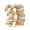 The amount of movement in any one direction depends on the health of your vertebrae and disks, as well as the strength and flexibility of your muscles.