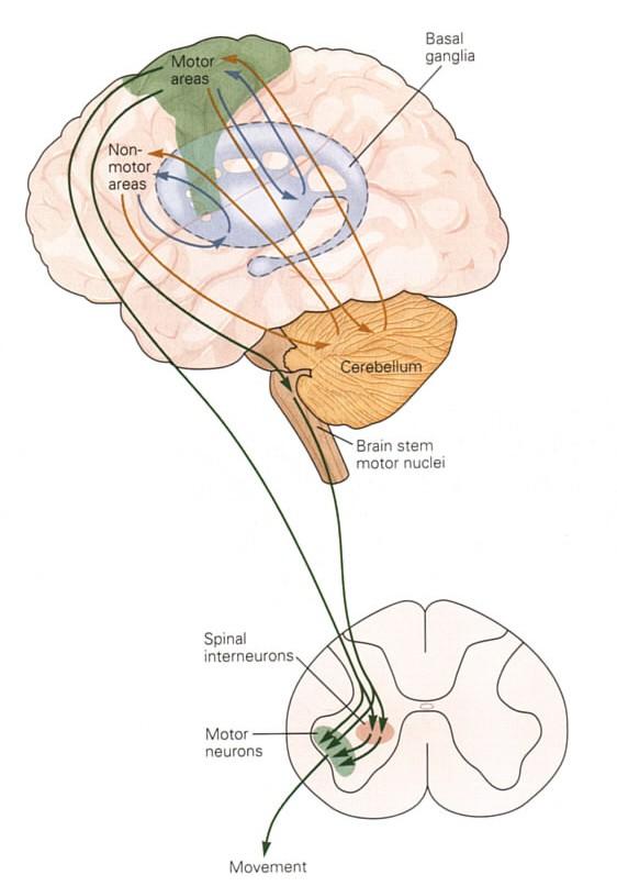 Organization of the motor system: Gross Anatomy Upper motorneuron Basal