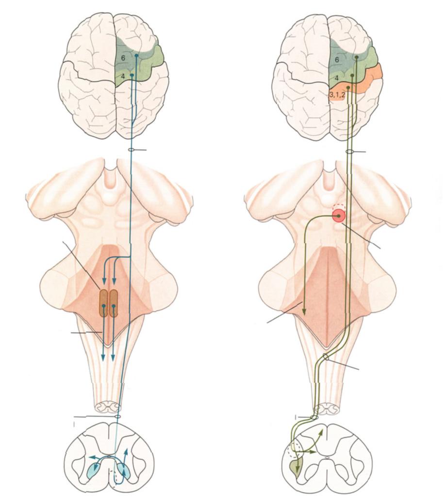 Lateral and Ventral Corticospinal Tracts Lateral corticospinal Ventral corticospinal Medial