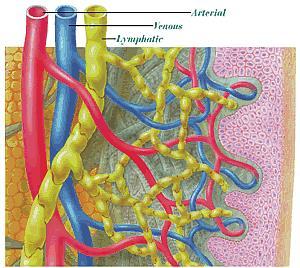 VEINS, ARTERIES AND LYMPH VESSELS http//www.