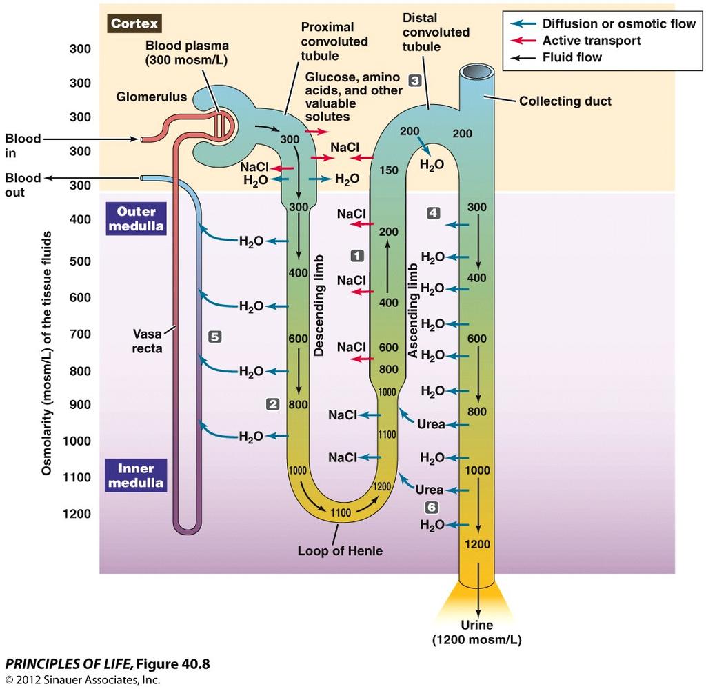 Concept 40.4 The Mammalian Kidney Produces Concentrated Urine Tubule fluid flows in opposite directions in the two limbs of a loop of Henle countercurrent multiplier.