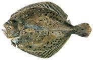 Categorisation according to Council Directive 26/88 2 21 22 23 24 25 26 27 28 29 21 211 212 213 14 12 Turbot production 2 to 213 4.
