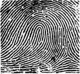 area in fingerprints. Ridge breadth is determined as the distance between the centres of two adjacent valleys [8]. Fingerprints are classified as given below [9, 10
