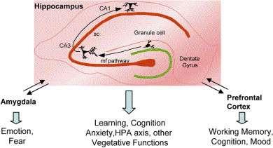 Biomarkers: Stress, Hippocampus and