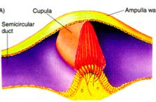 In semicircular canals, sensory epithelium is the crista