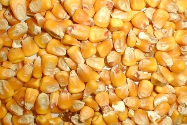 Opportunities for Corn Byproducts Carbohydrate