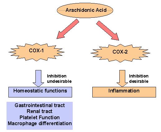 Meanwhile cyclooxygenase 2 is the one responsible of causing inflammation.