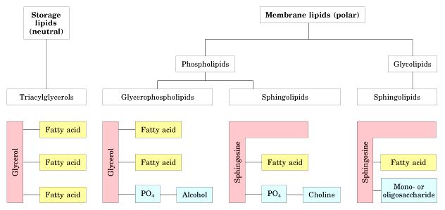 They all have fatty acids but they differ between each other by either the backbone or in the R groups/molecules that replace one of the fatty acids (at least one fatty acid must be there).