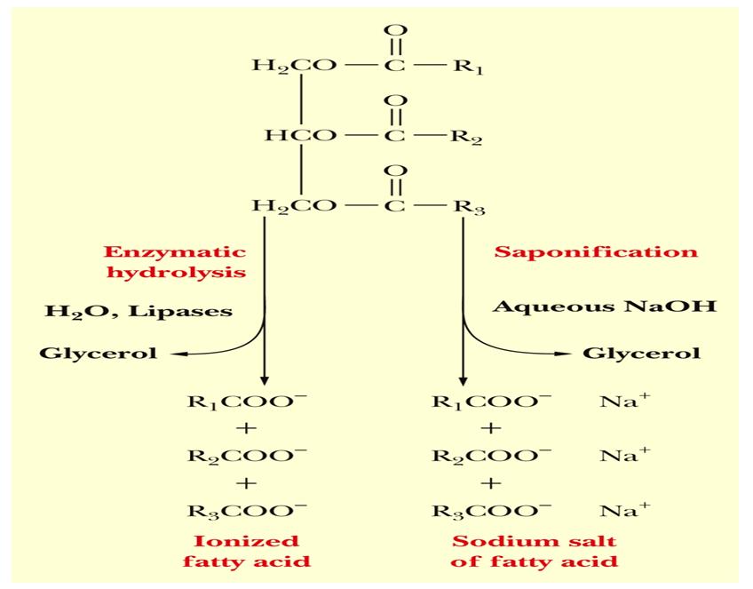 separating the fatty acids from the glycerol, fatty acids in this case will be obtained as salts (sodium salts of these fatty acids ). This is the basis of soaps. Slide 31 How soap works?