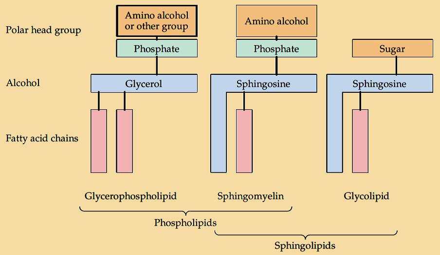 Slide 39 Glycerophospholipids (phosphoacylglycerols) are part of the phospholipids group.