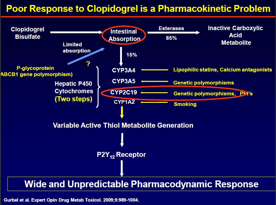 Genetic Variability and Clopidogrel Response * * CYP2C19*1 corresponds to normal function.