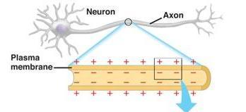 Membrane Potential Neurons, like most cells, have